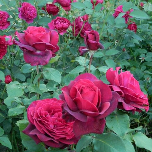 Růžová - Stromkové růže s květy anglických růží - stromková růže s rovnými stonky v koruně